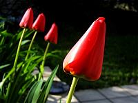 04_cps6_0953_Tulips.jpg