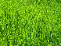 22_cps6_1102_Grass.jpg