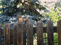 cps6_1876_OnTheFence.jpg