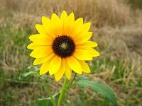 cps6_1890_Sunflower.jpg