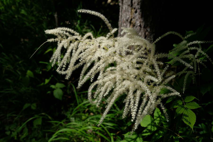 White mountain flower