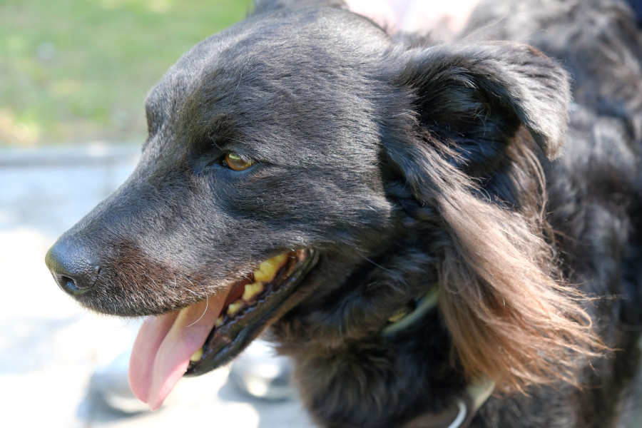 Kenny, our young, black dog