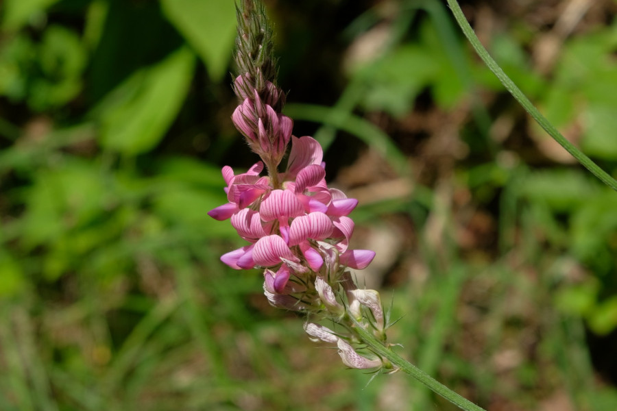 Pink mountain flower