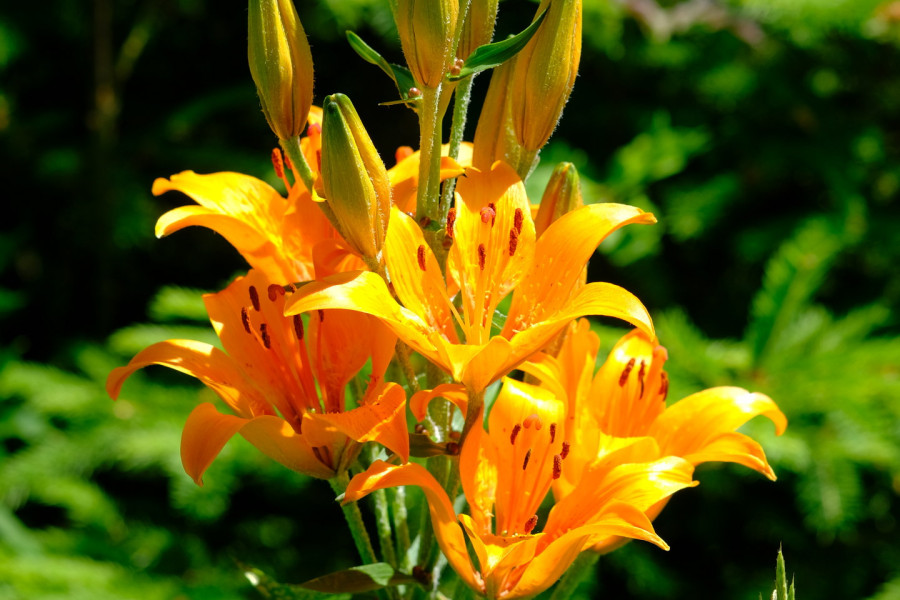 Orange Lily