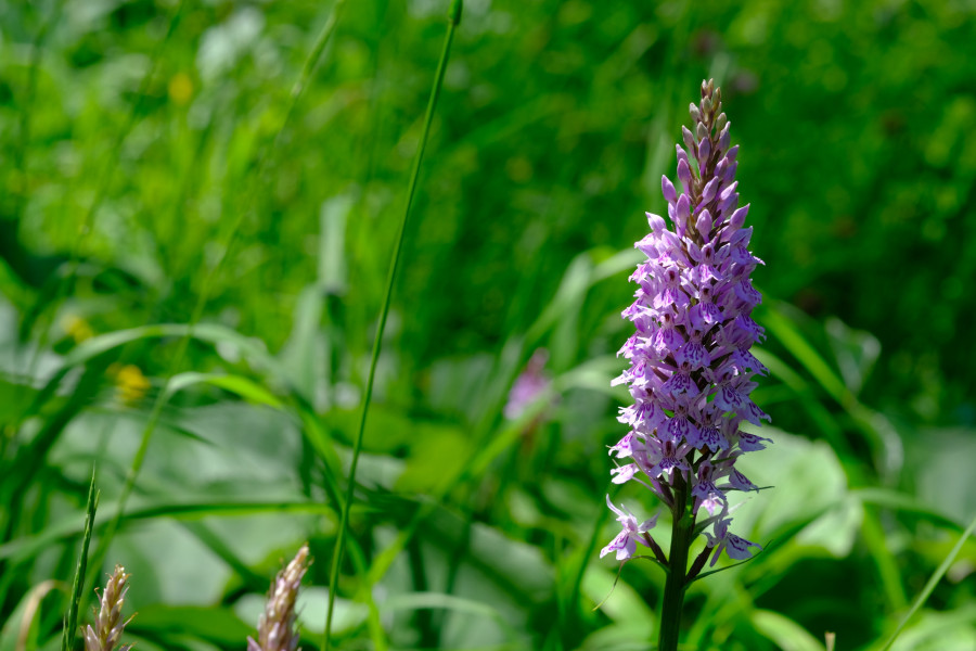 heath spotted-orchid, a small orchid frequently found in the mountains