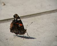 cps6_1780_ButterflySide.jpg