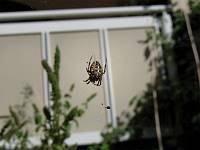 cps6_2169_Spider.jpg