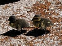 cps6_4021_Ducklings.jpg